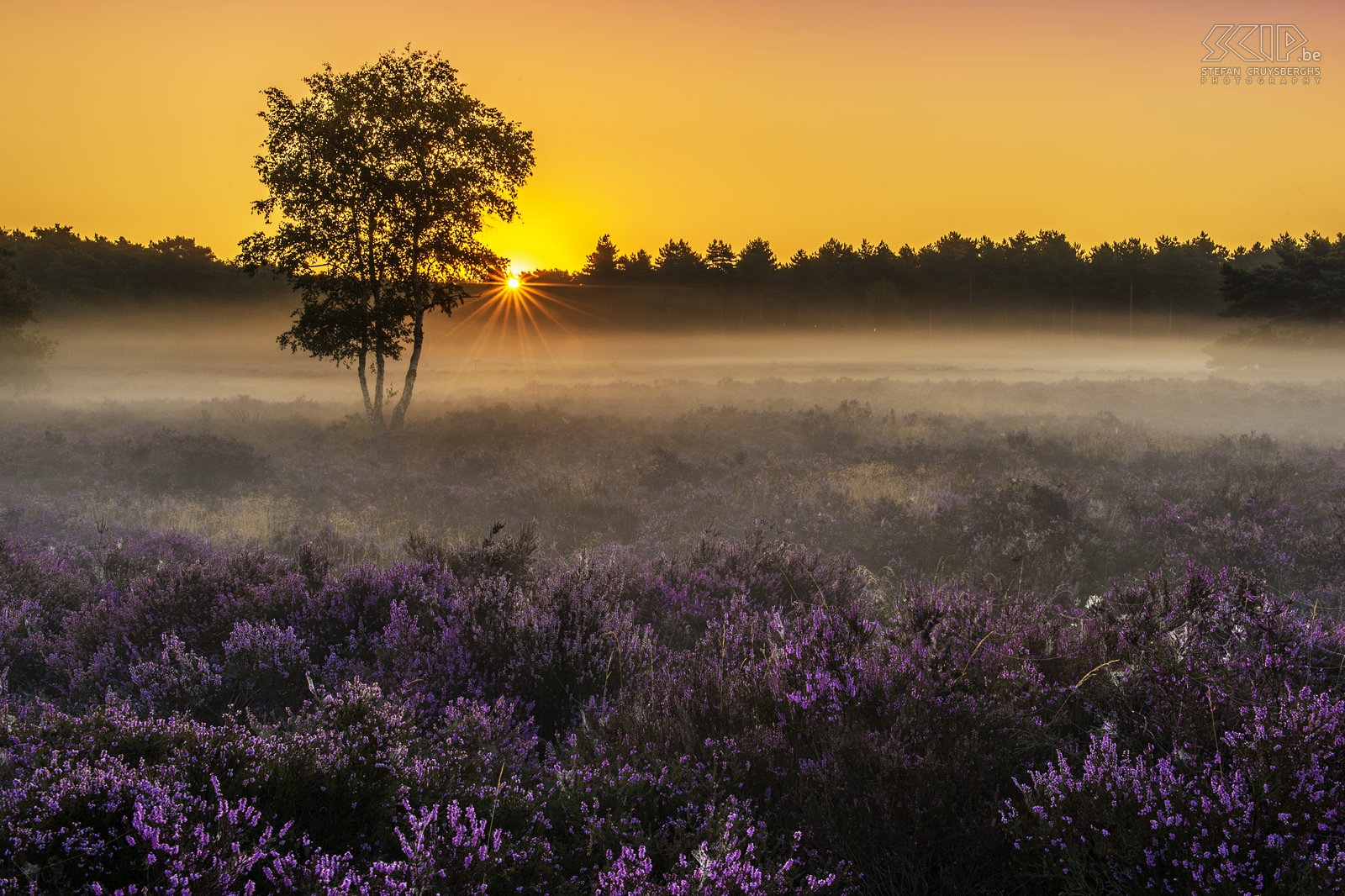 Zonsopgang op Heuvelse Heide Vanaf midden augustus bloeit de heide in onze natuurgebieden in de Kempen. Dus stond ik een paar ochtenden vroeg op om op de Heuvelse Heide in mijn thuisstad Lommel de zonsopgang op de prachtige purperen heide te fotograferen. Stefan Cruysberghs